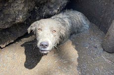 Rescatan a cachorro que quedó atrapado en un socavón en Texas