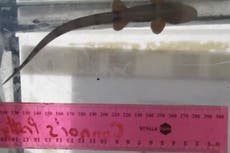 Científicos estudian por primera vez el tiburón caminante que “rompe todas las reglas de la supervivencia”