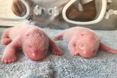 Nacen 2 pandas en un centro de crías en China