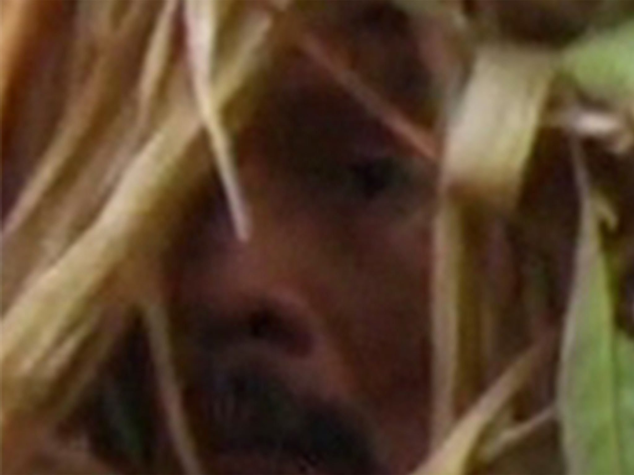“El hombre del agujero”: un vistazo a su rostro captado en un documental de 2009