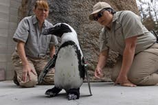 Pingüino en el Zoo de San Diego estrena zapatos ortopédicos
