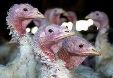 Reaparece la gripe aviar en la región centro-norte de EEUU