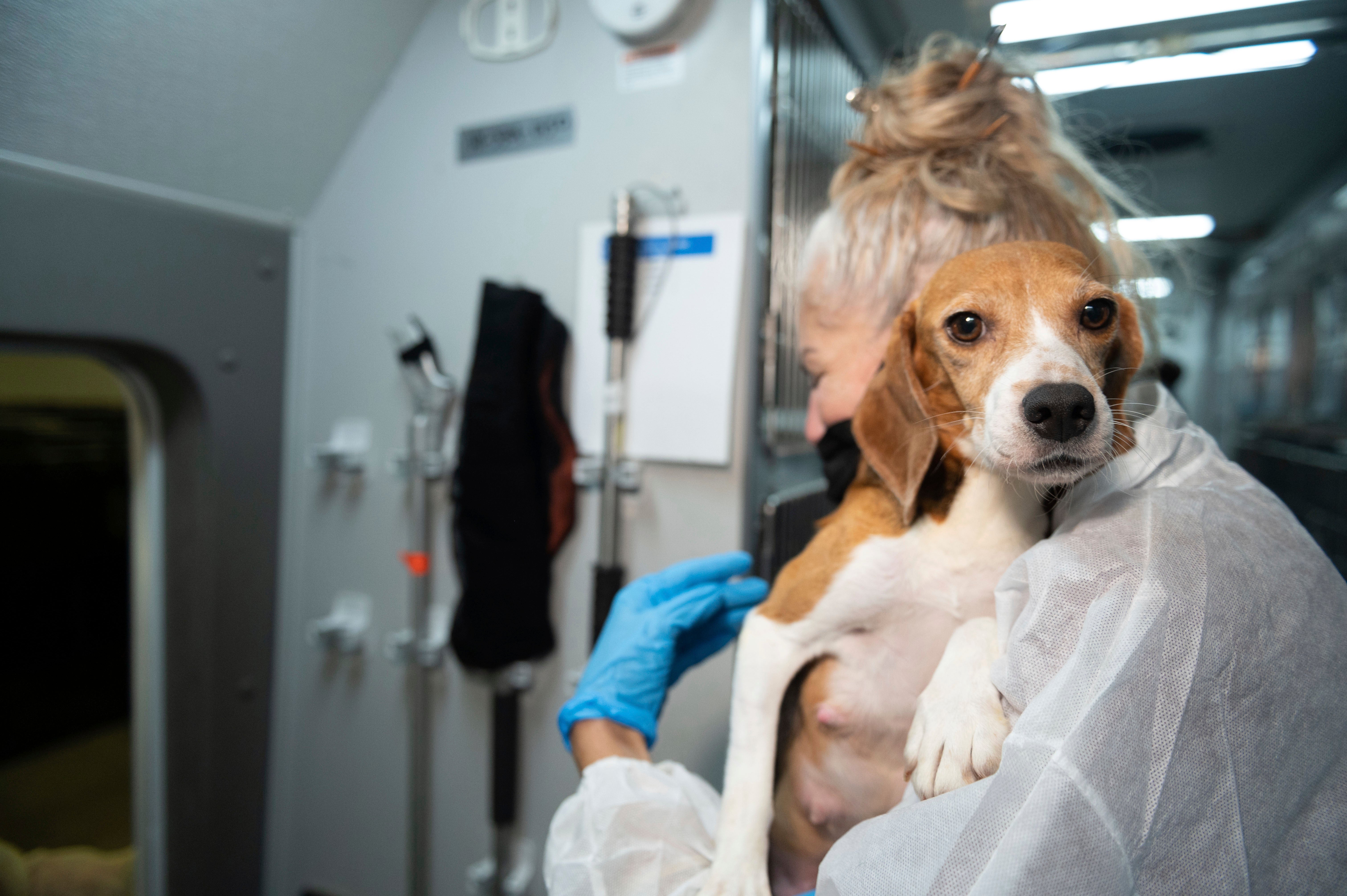 ARCHIVO - Un miembro del equipo de rescate de animales de HSUS lleva a un beagle al centro de cuidado y rehabilitación de la organización