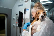 California es el primer estado en prohibir las pruebas de productos químicos nocivos en perros y gatos