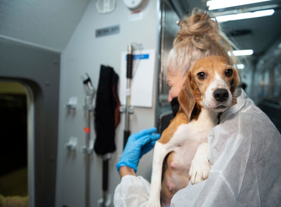 <p>ARCHIVO - Un miembro del equipo de rescate de animales de HSUS lleva a un beagle al centro de cuidado y rehabilitación de la organización</p>