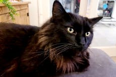 ¿Son ciertos los estereotipos sobre los gatos negros?