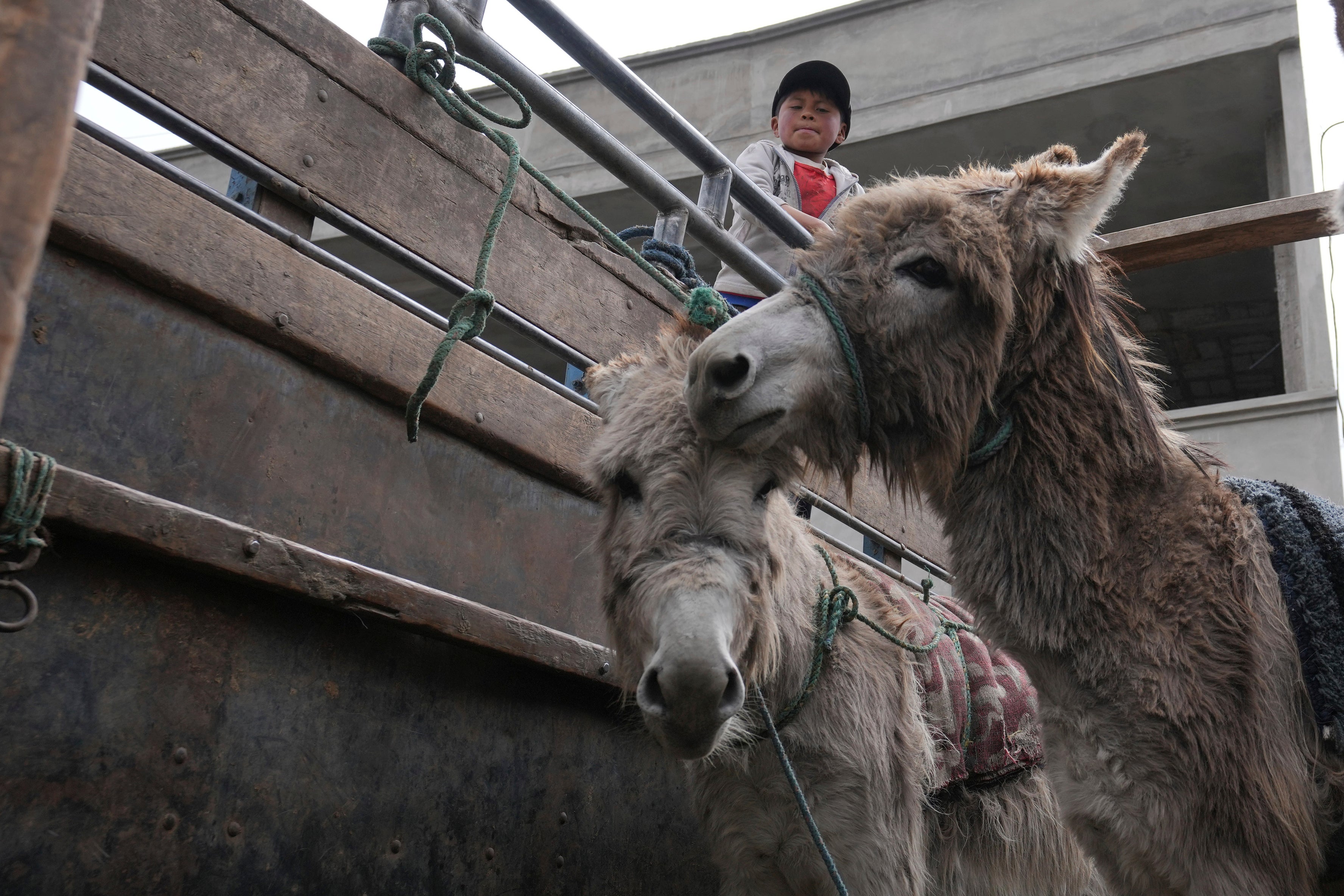 ECUADOR-BURROS-CARRERA