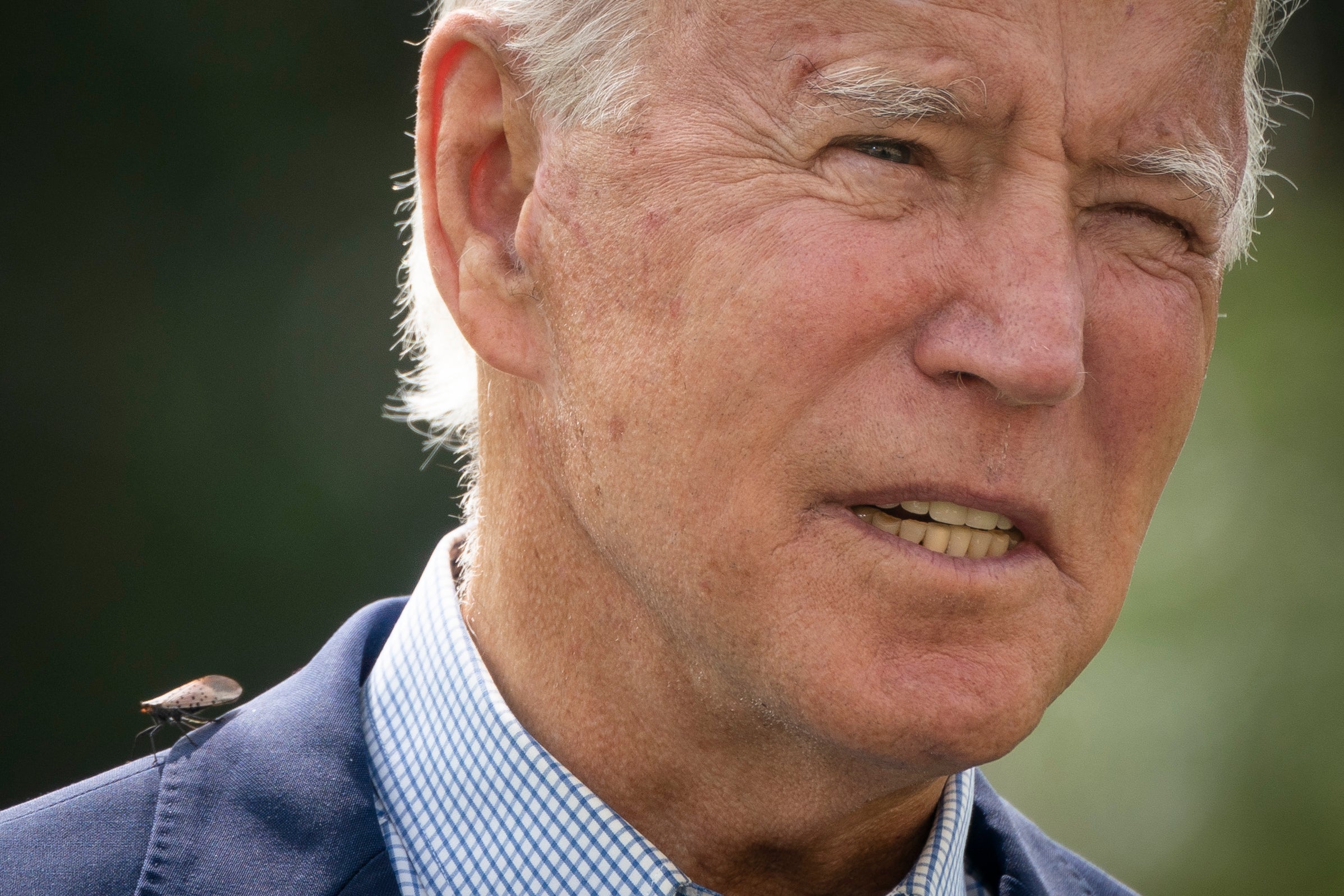 Una mosca linterna con manchas se posa sobre el hombro del presidente Joe Biden, el 14 de septiembre de 2020