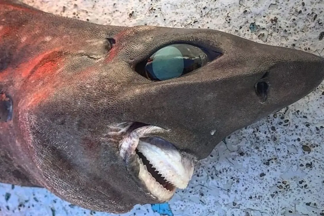 Los usuarios de las redes sociales comentaron sobre los “ojos abultados” del tiburón