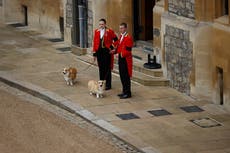 Los corgis de la reina, Sandy y Muick, esperan la llegada del ataúd al Castillo de Windsor