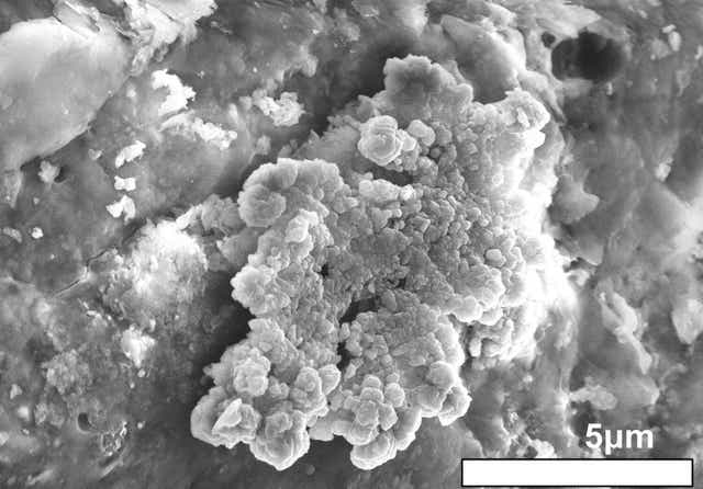 La imagen de microscopía electrónica muestra cristales de forma similar a los corales de mesa encontrados en la superficie de la muestra del asteroide Ryugu
