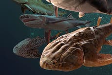 Hallan en China los dientes fósiles más antiguos