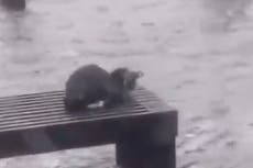 Critican a meteorólogo que tuiteó el vídeo desgarrador de un gato varado en el huracán Ian: “Ve a salvarlo”