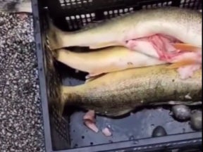 El vídeo tomado durante el pesaje muestra las pesas que había dentro de los peces y que sacó el juez