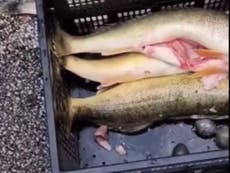 Vídeo revela el momento en que descubren la trampa de pescador que metió pesas en sus capturas ganadoras