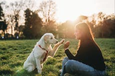 Cómo los dueños de perros monitorean el comportamiento de sus mascotas