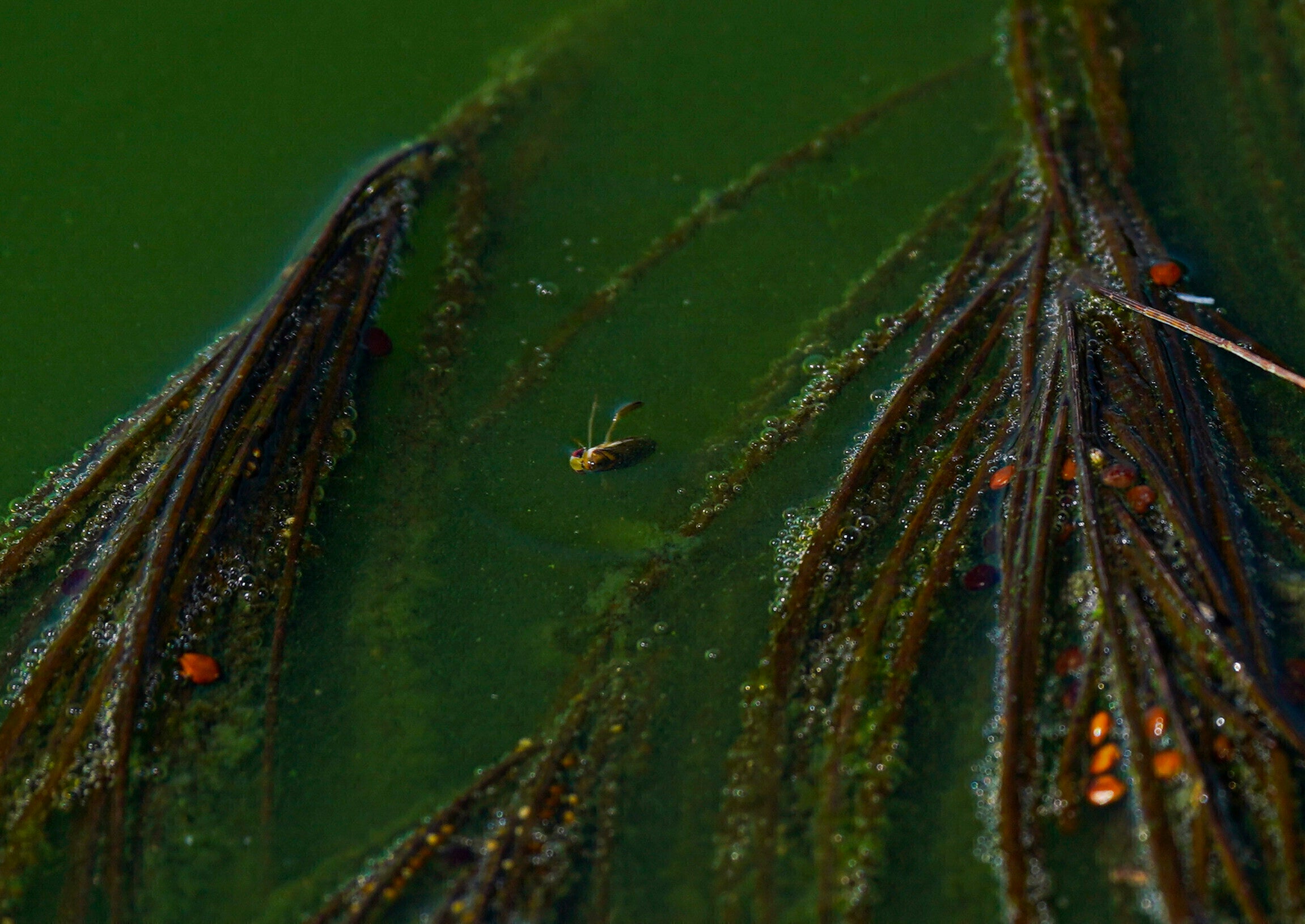 MÉXICO-CAVIAR PREHISPÁNICO
