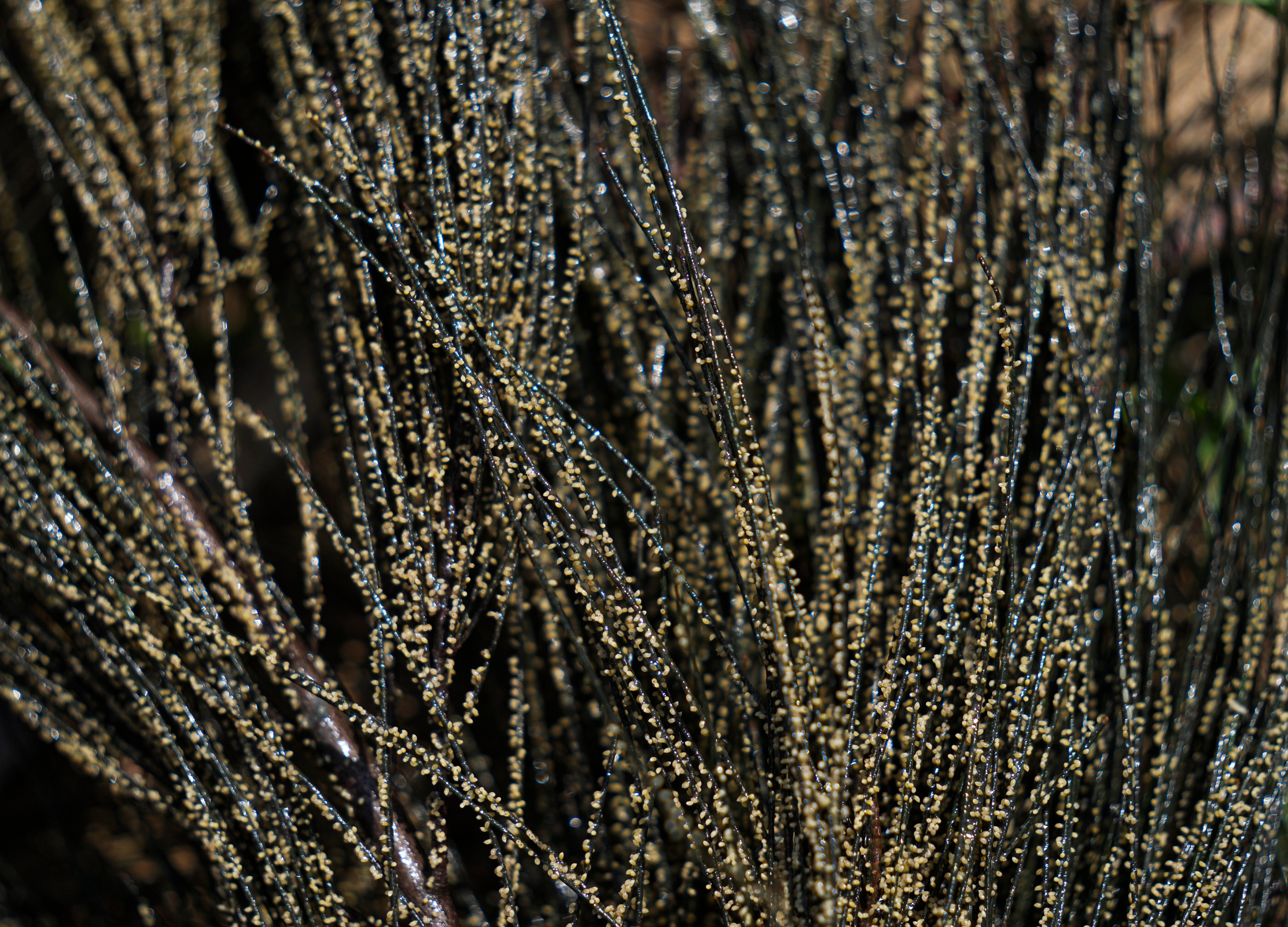 "Caviar mexicano", una tradición que lucha por sobrevivir