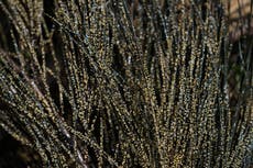 "Caviar mexicano", una tradición que lucha por sobrevivir