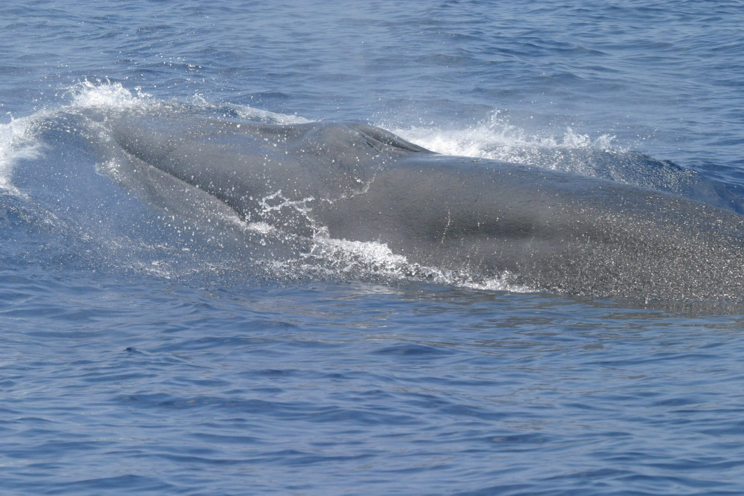 Las ballenas de Rice pueden pesar hasta 600.000 libras (272 toneladas), crecer 42 pies (12,8 metros) de largo y vivir hasta 60 años