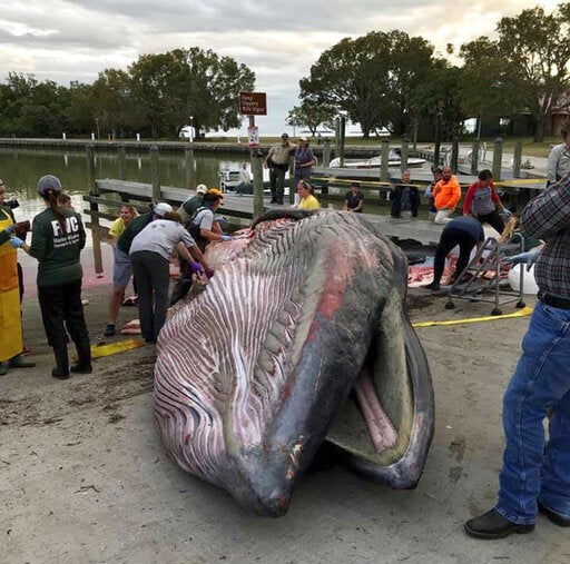 Se cree que alrededor del 20 por ciento de las ballenas de Rice murieron tras el derrame de Deepwater Horizon en 2010