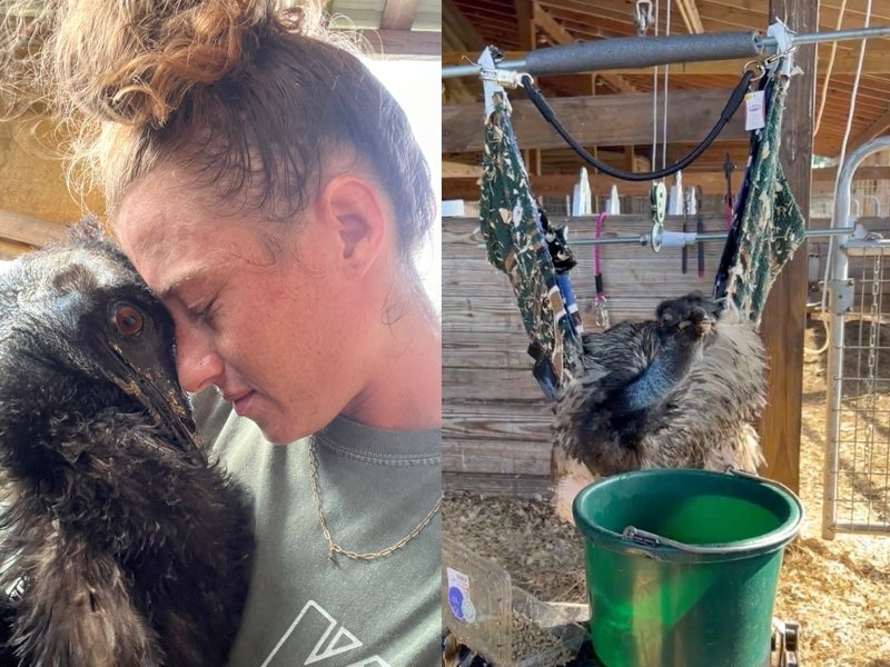 Emmanuel, el emú estrella de TikTok, lucha por si vida luego de un brote de gripe aviar
