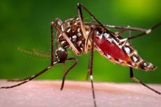 ¿Eres un imán de mosquitos? Podría ser tu olor