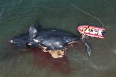 Argentina: algas tóxicas causaron la muerte de 30 ballenas