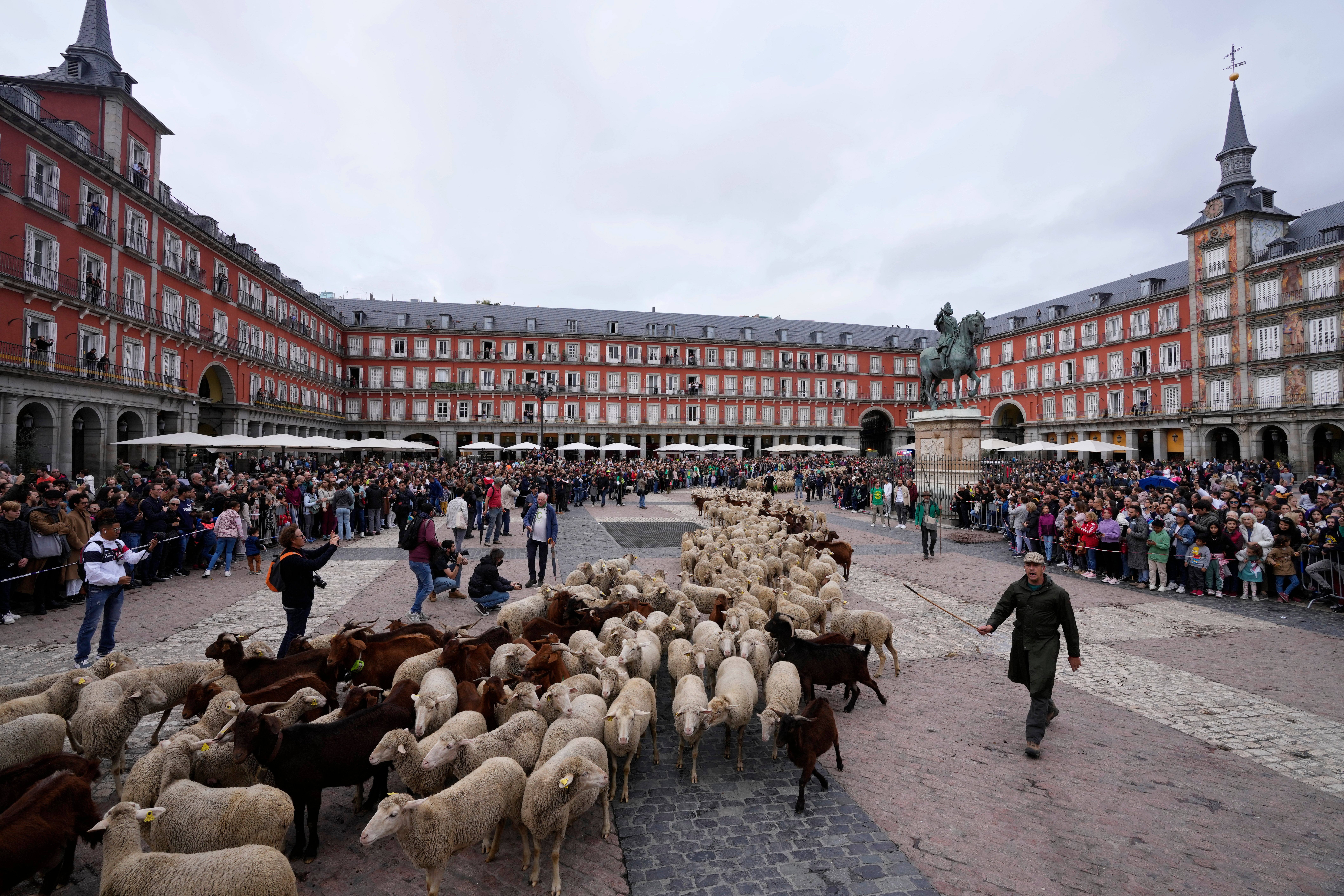 Balidos y cencerros de ovejas y cabras resuenan en Madrid