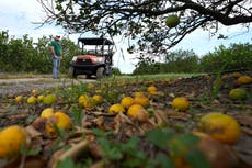 Huracán Ian causó daños graves a la agricultura de Florida