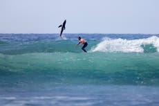 Fotógrafo cuenta cómo capturó impresionantes fotos de un tiburón junto a un surfista
