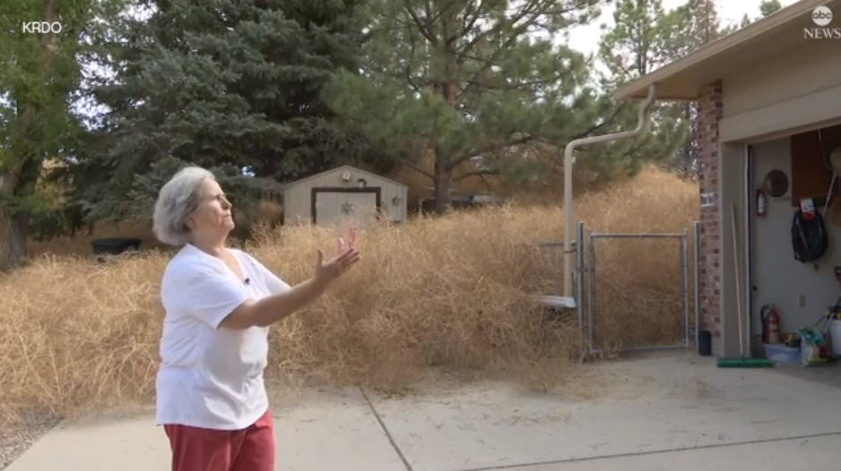 La casa de Marlies Gross fue invadida por plantas rodantes en Fountain, Colorado, durante el fin de semana después de que los fuertes vientos pasaran por la zona