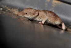 Musaraña de dientes blancos se convierte en la primera especie nueva de mamífero del Reino Unido en un siglo