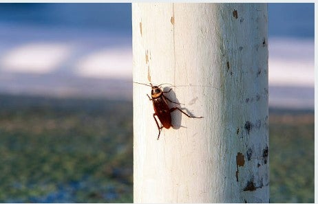 “Horror” en Halloween: cucarachas invaden calles de ciudad en Detroit
