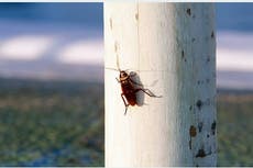 “Horror” en Halloween: cucarachas invaden calles de ciudad en Detroit