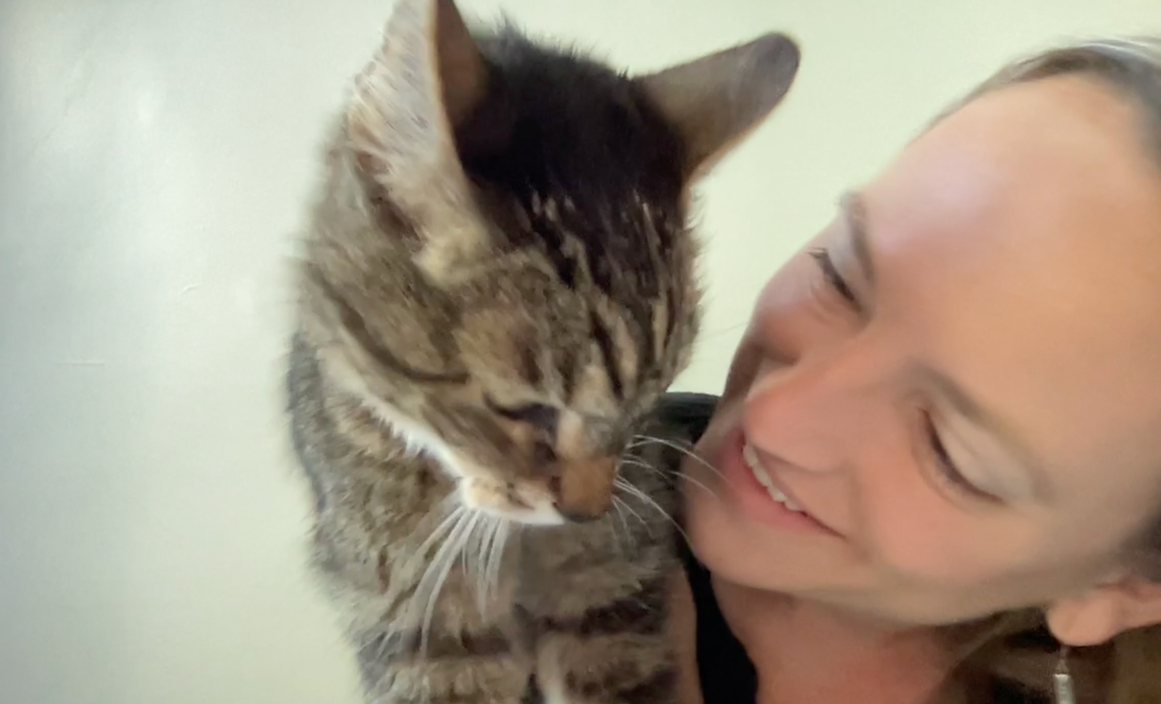 Encuesta revela, esto es lo que cuesta tener un gato