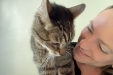 Encuesta revela, esto es lo que cuesta tener un gato