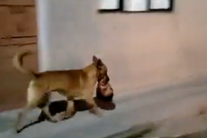 Estos son los tres avistamientos de perros paseando con extremidades humanas en México