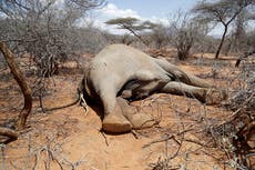 Mueren cientos de animales en el este de África por sequía