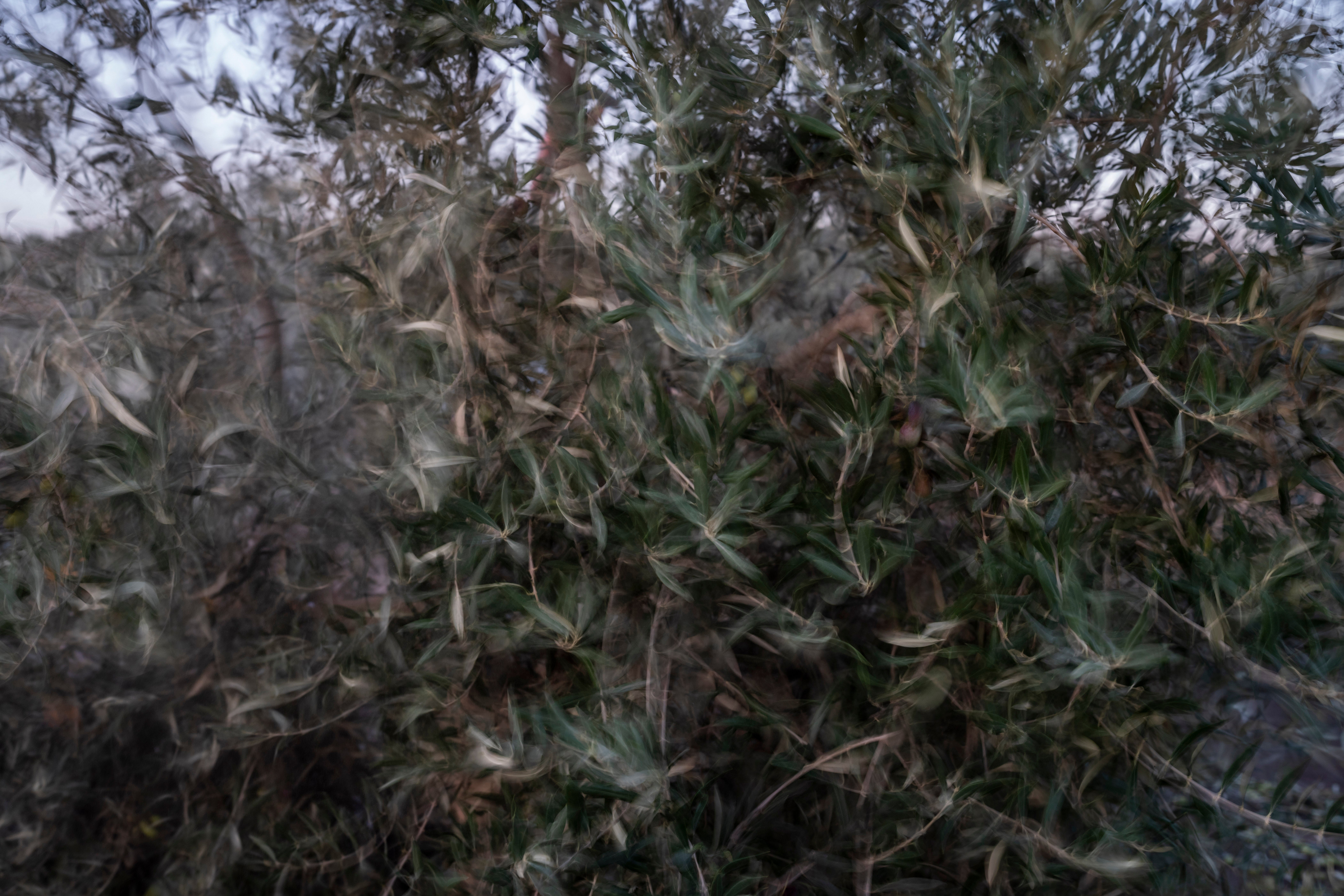 ESPAÑA-SEQUÍA-ACEITUNAS