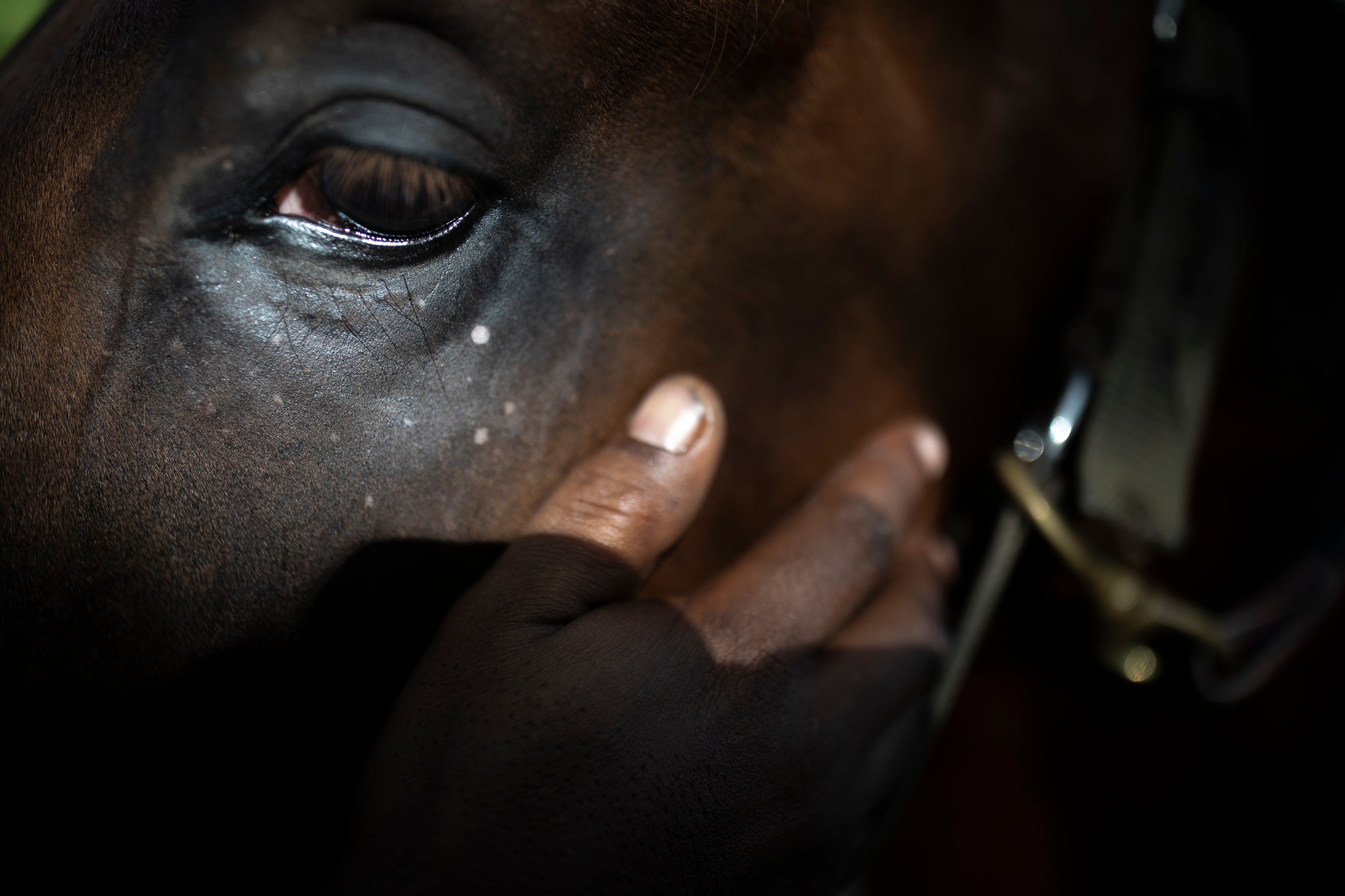 COLOMBIA-CARRERA DE CABALLOS