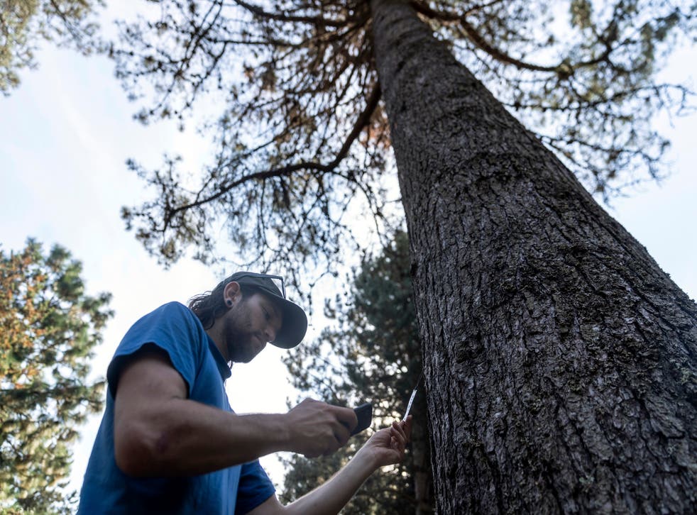 Los árboles urbanos también ayudan contra cambio climático | Independent  Español