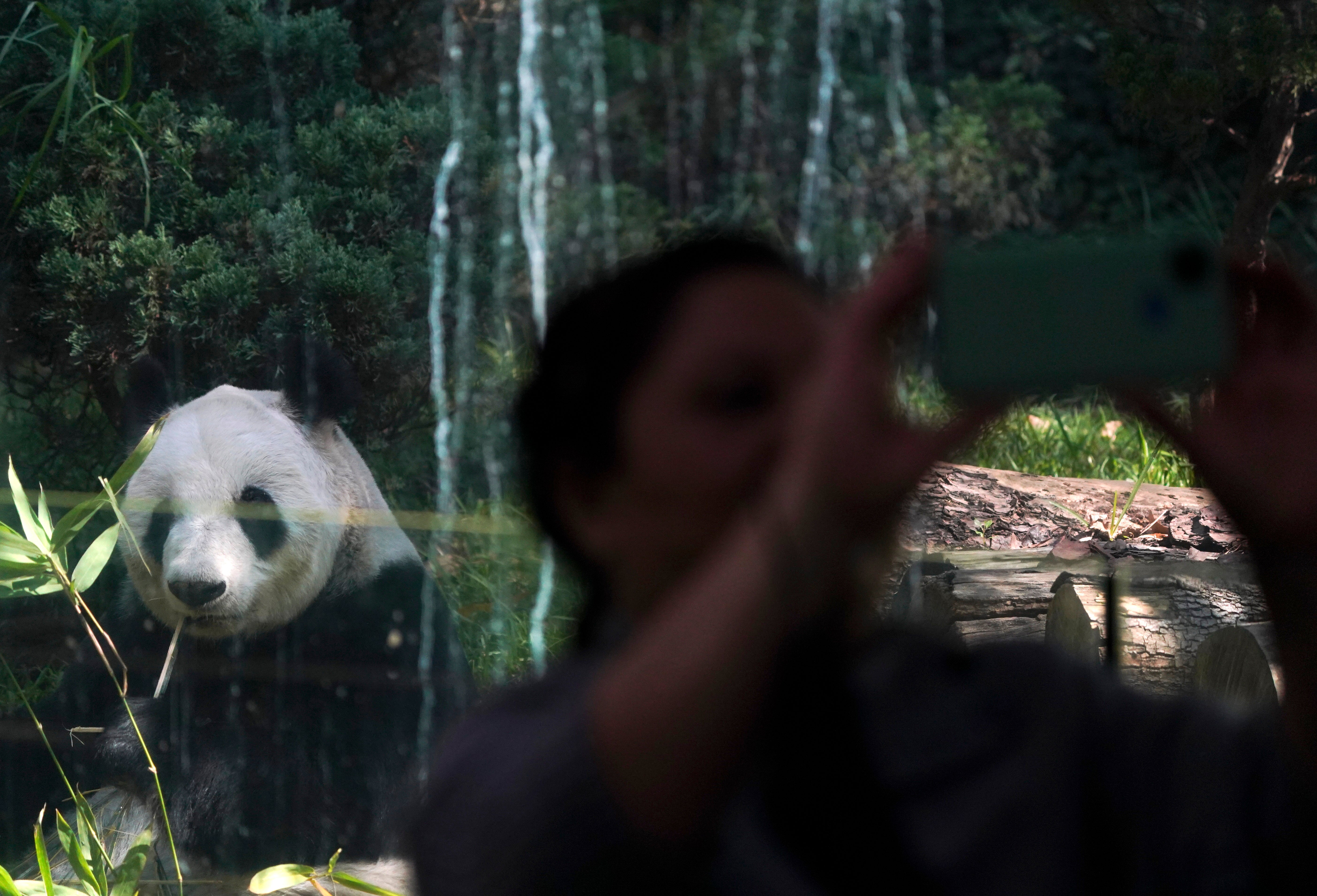 MÉXICO-ÚLTIMO PANDA