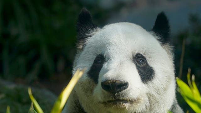 MÉXICO-ÚLTIMO PANDA