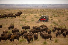 EEUU: El bisonte se extiende y tribus reclaman su gestión