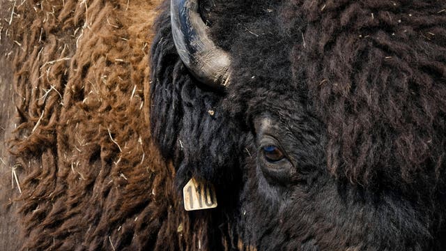 BISONTES ESPIRITUALIDAD