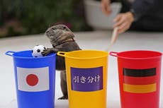 Una nutria predice ganadores de la Copa Mundial de Qatar 2022
