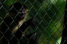 Refugio rehabilita a animales silvestres en Panamá