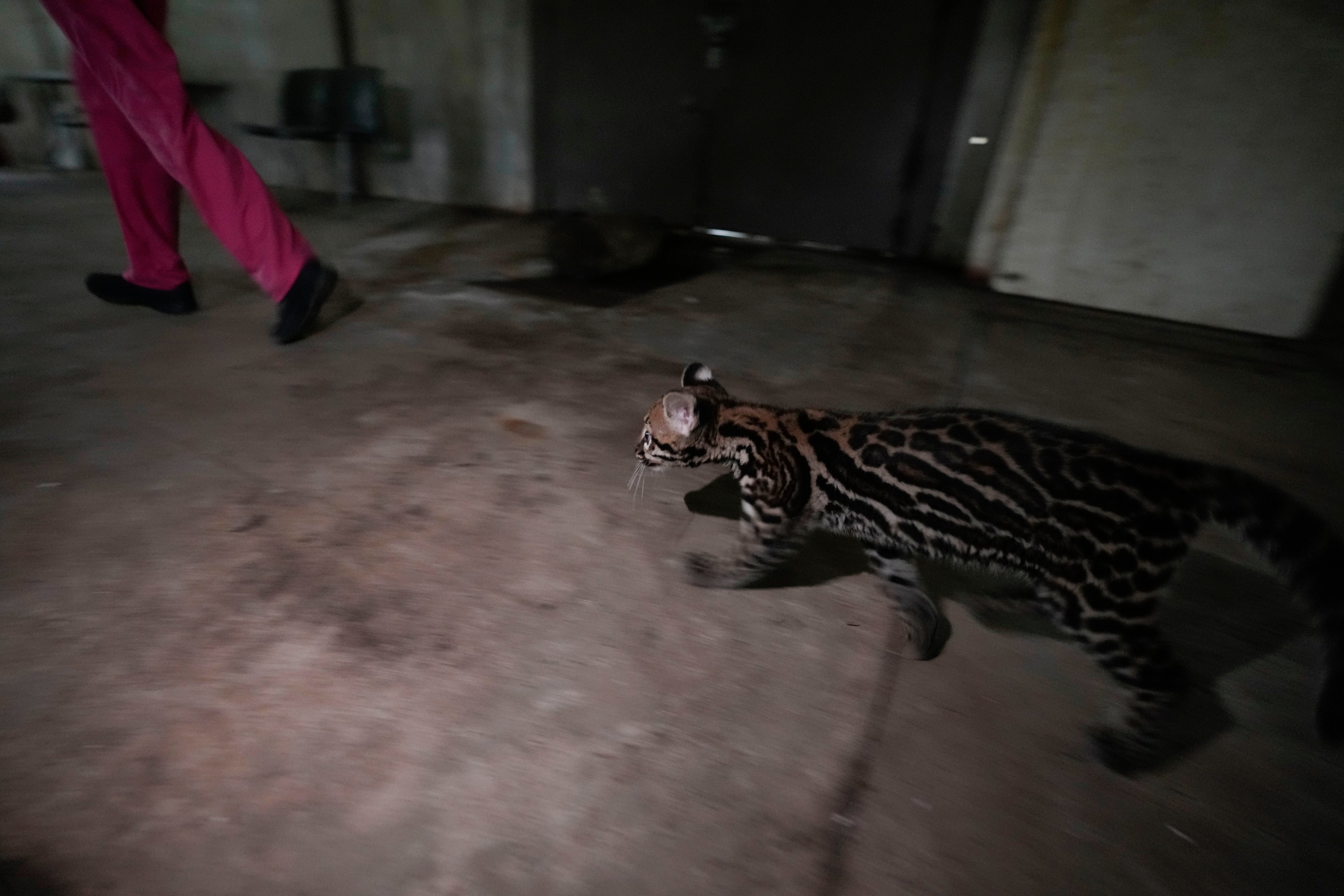 PANAMÁ-ANIMALES SILVESTRES-ALBERGUE