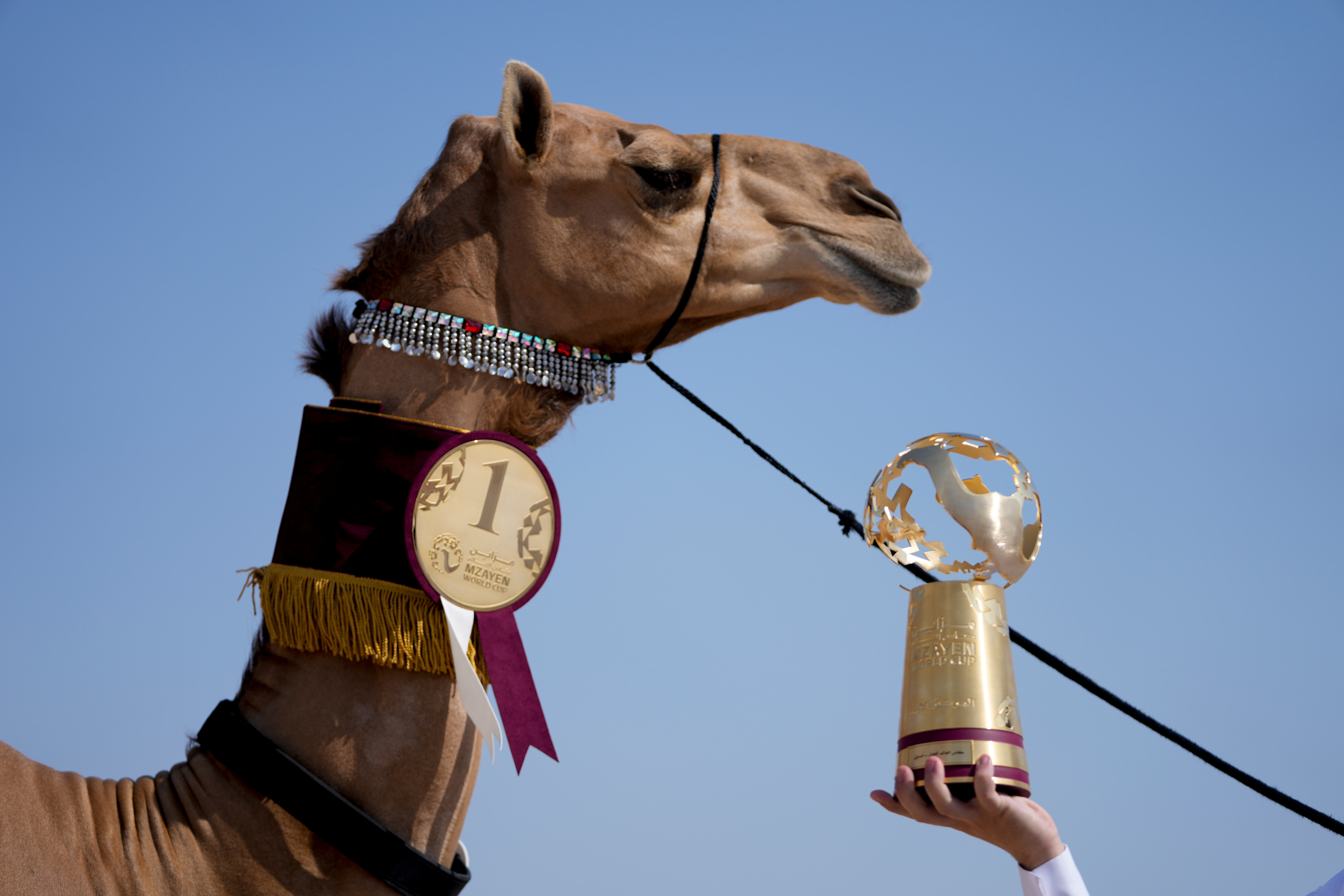 Concurso de camellos entre atracciones del Mundial de Qatar